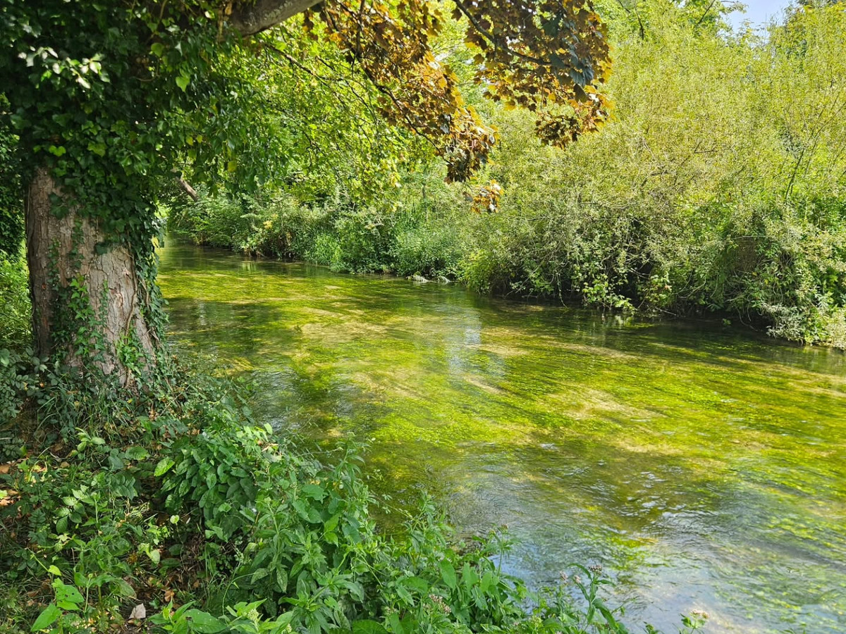 Chalkstream love during darker days

#chalkstreams #chalkstream #southernengland #flyfishinguk #natu