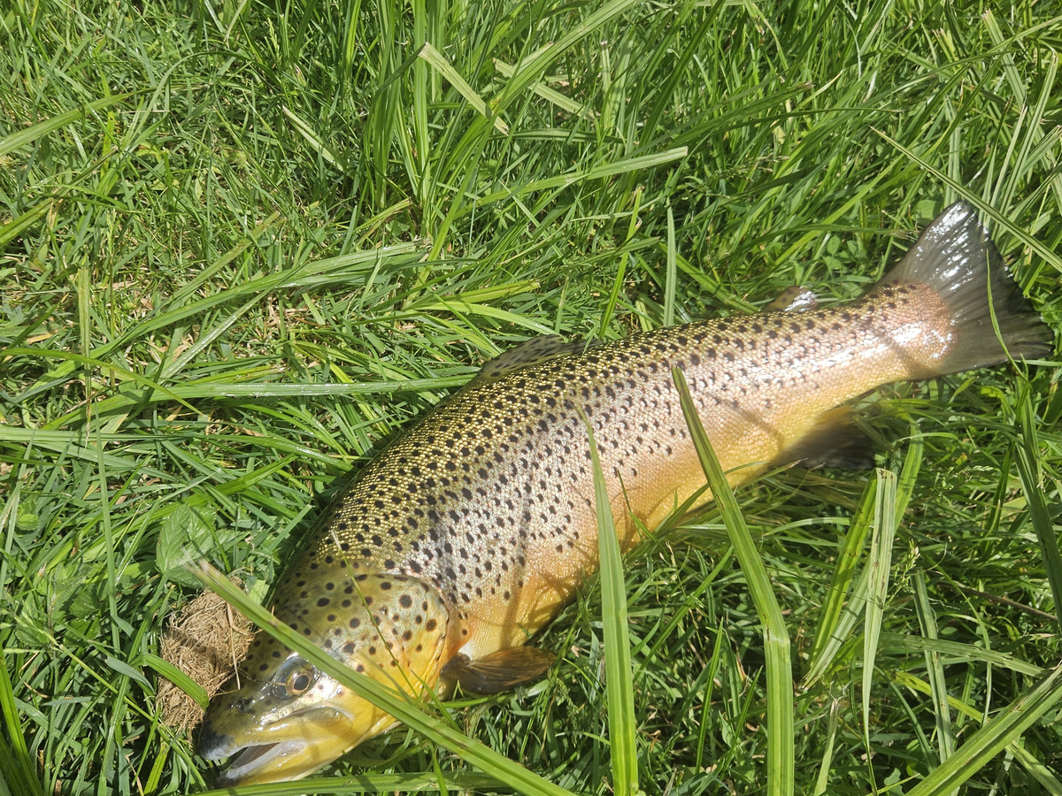 Picture of a big brown trout lying in green grass