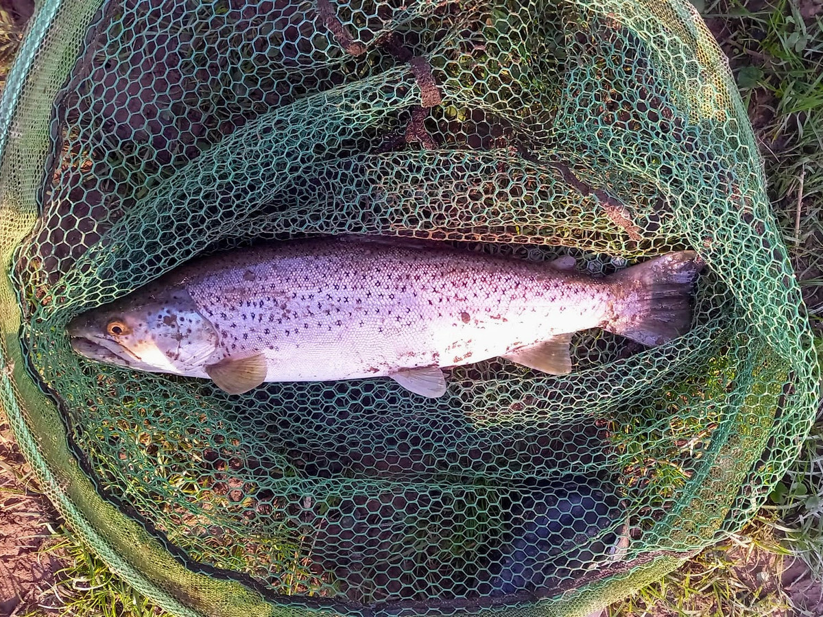 Ingestone Fishery