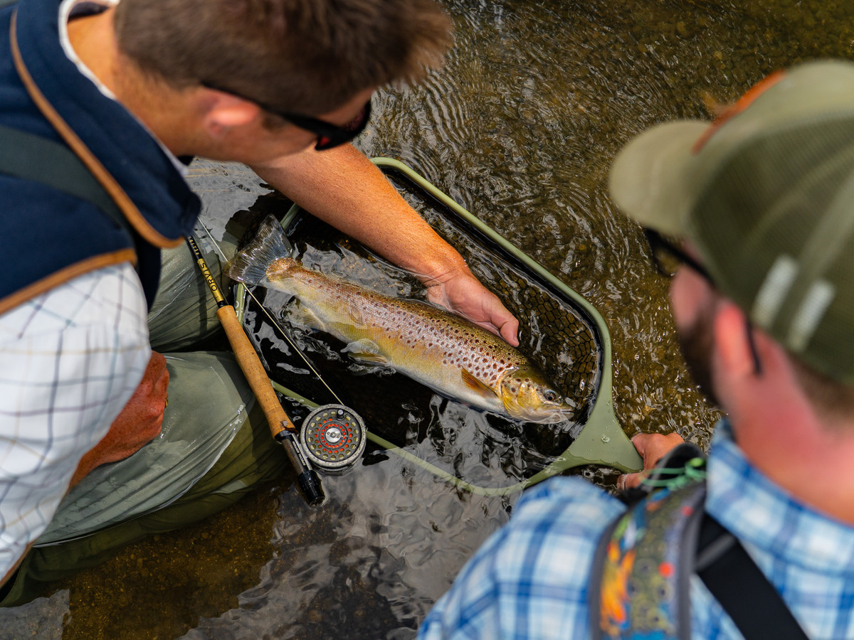 Picture of a brown trout caught, inside a net in the water