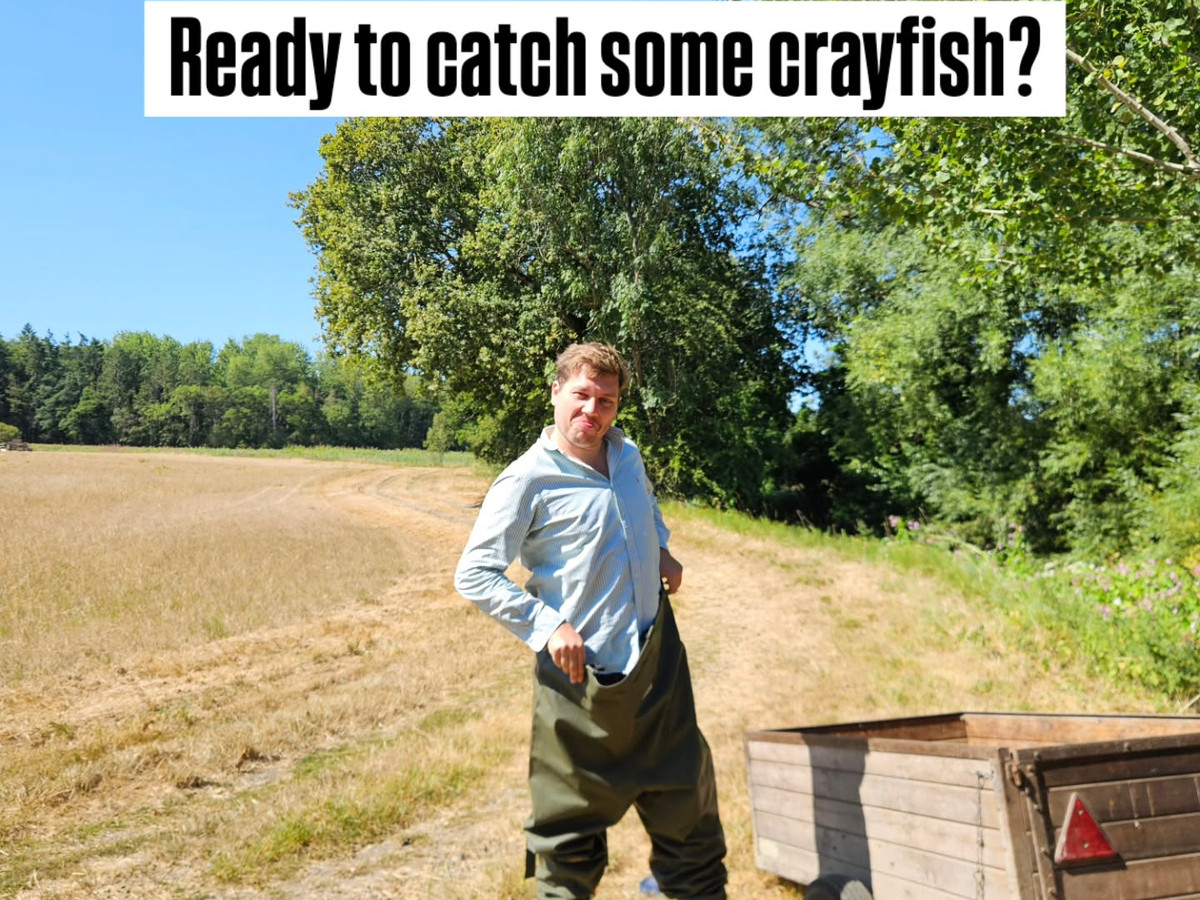 American signal crayfish: invasive in UK rivers, delicious on the plate. 🦞

Every one that came out