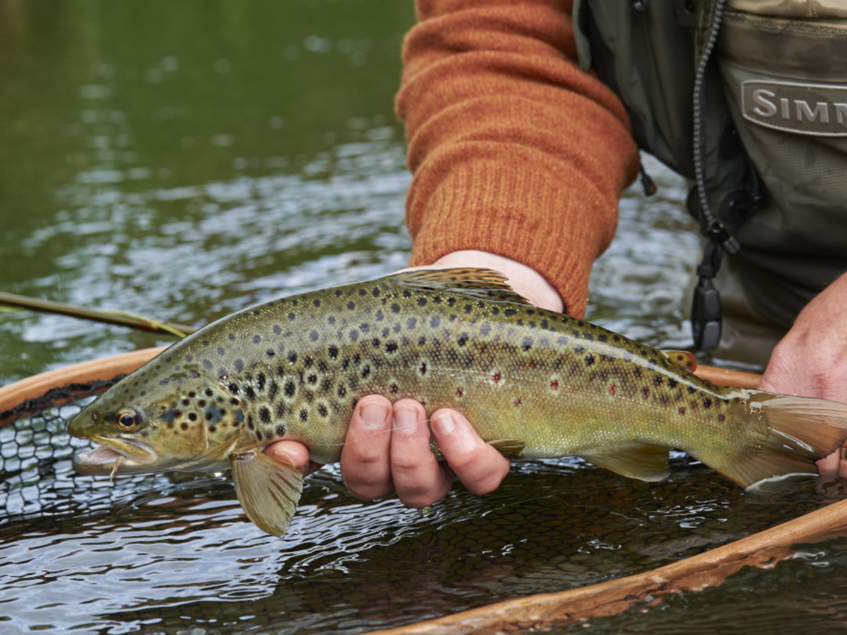View of the Ilsington fishing beat on the River Frome