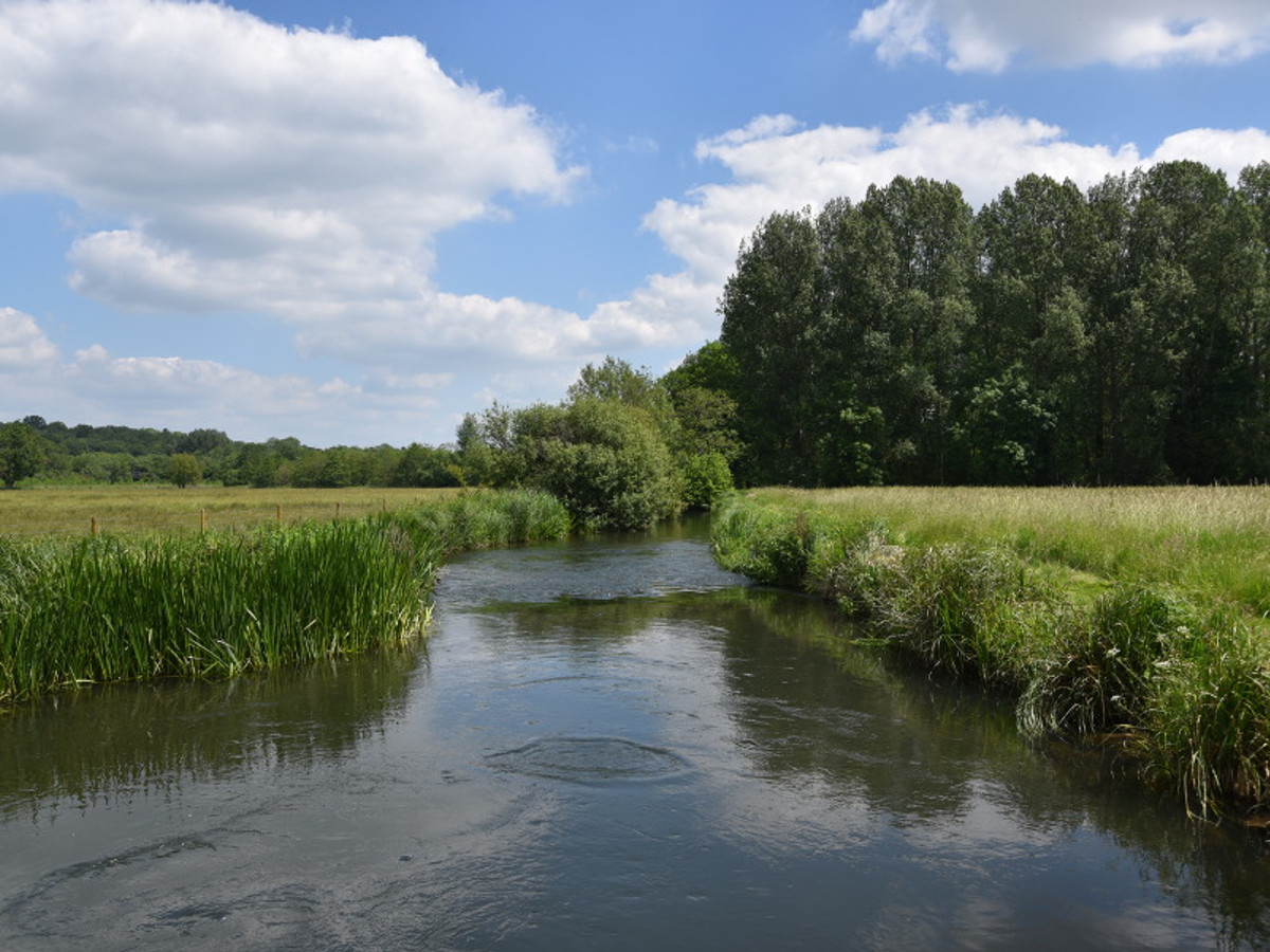 View of the Benham Estate fishing beat on the River Kennet