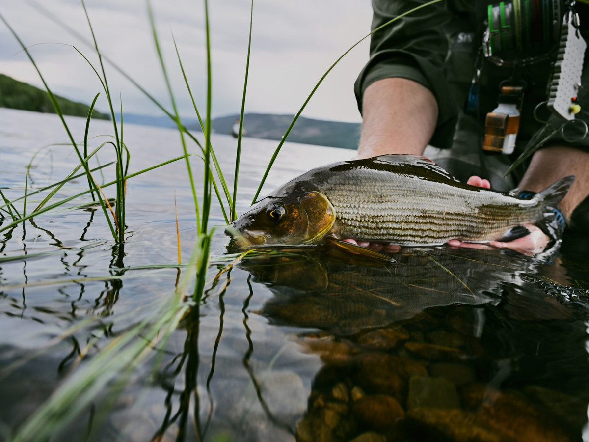 A grayling held at the water's edge