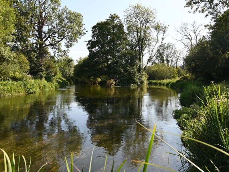 Picture of a big tree splitting a river in two streams