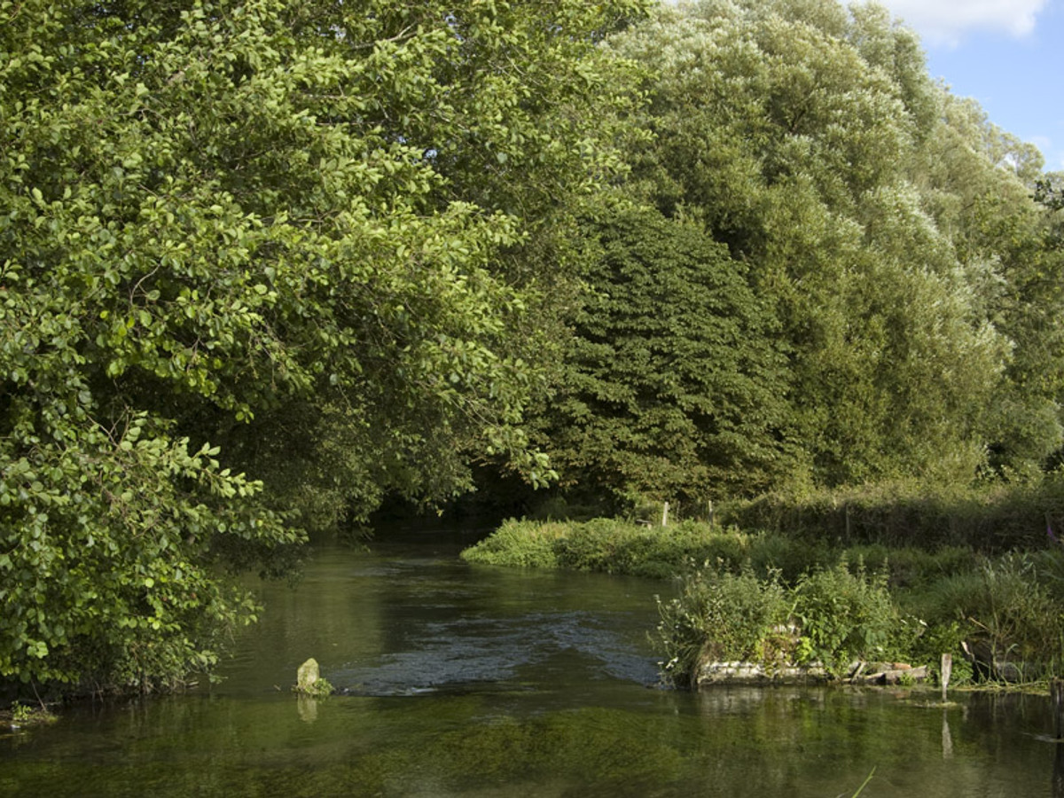 Picture of the river Anton at Upper Clatford