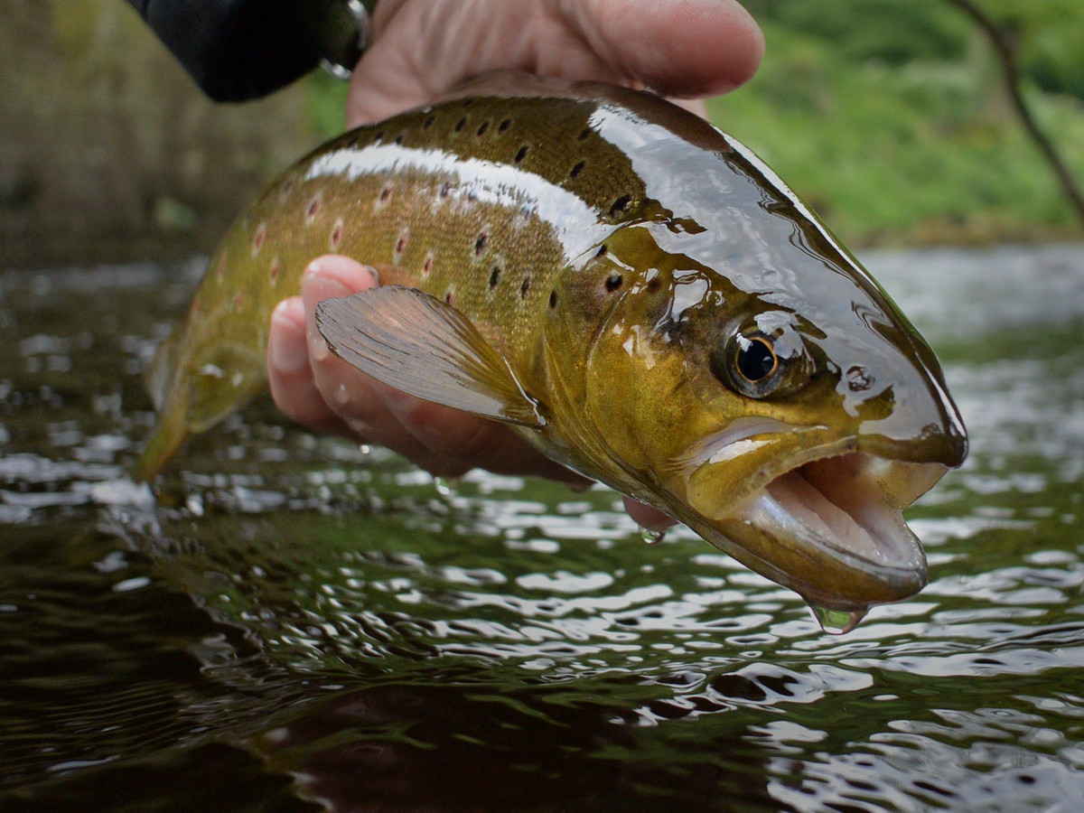 A wild brown trout held just above the water before release on the River Wharfe at Bolton Abbey.