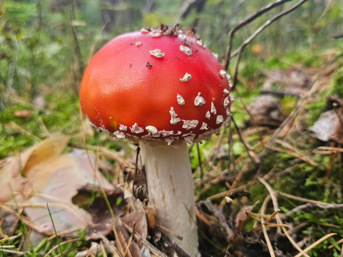 Something different for once, a late night mushroom post. Took these shots a few weeks ago while for