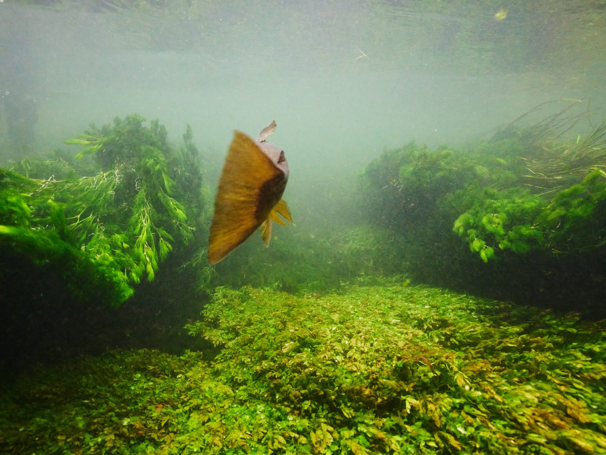 A trout rising through chalk stream weed
