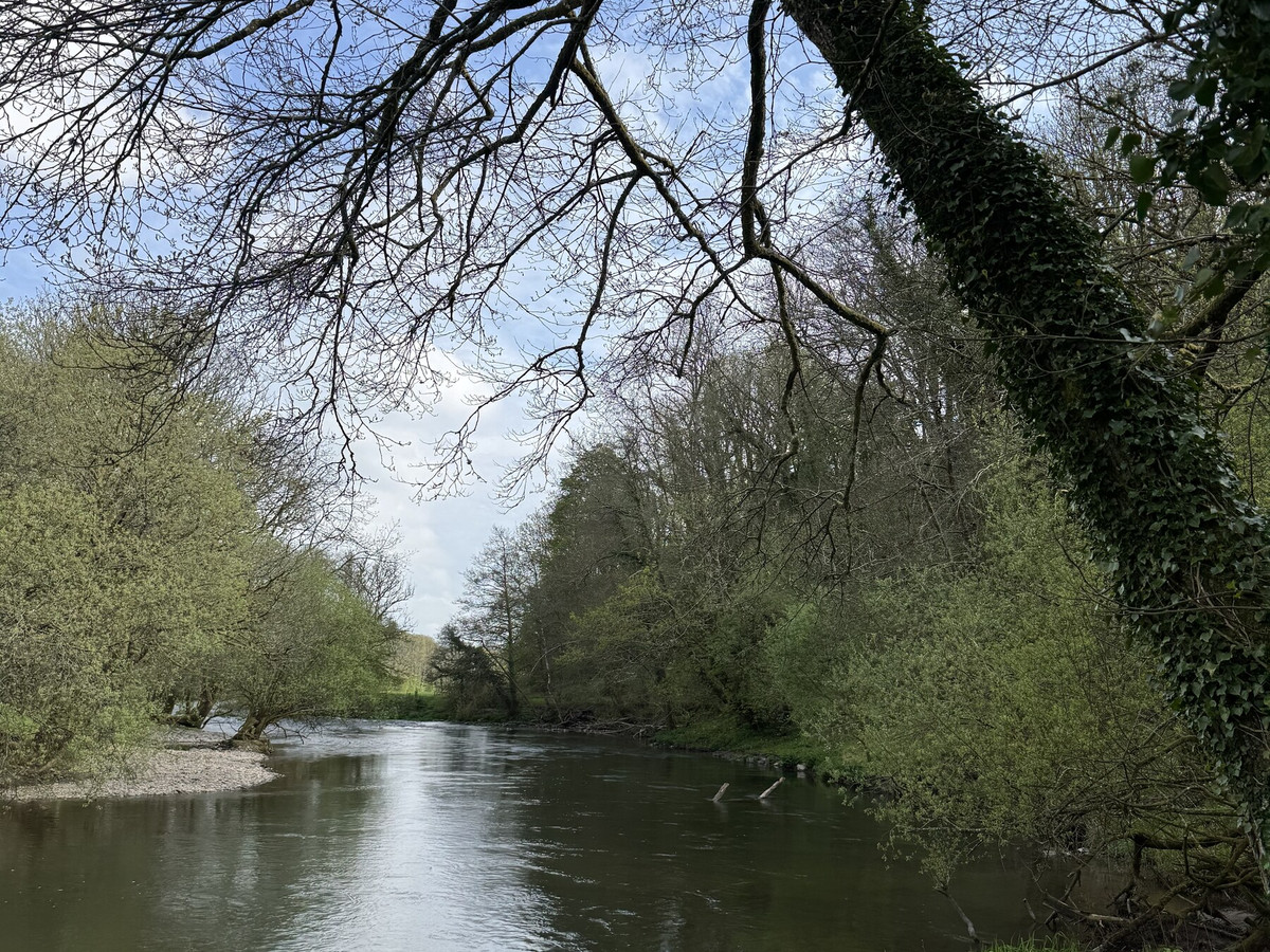The River Exe on the Bolham Beat, Devon