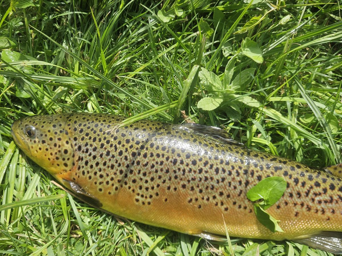 Picture of a beautiful brown trout lying in green grass