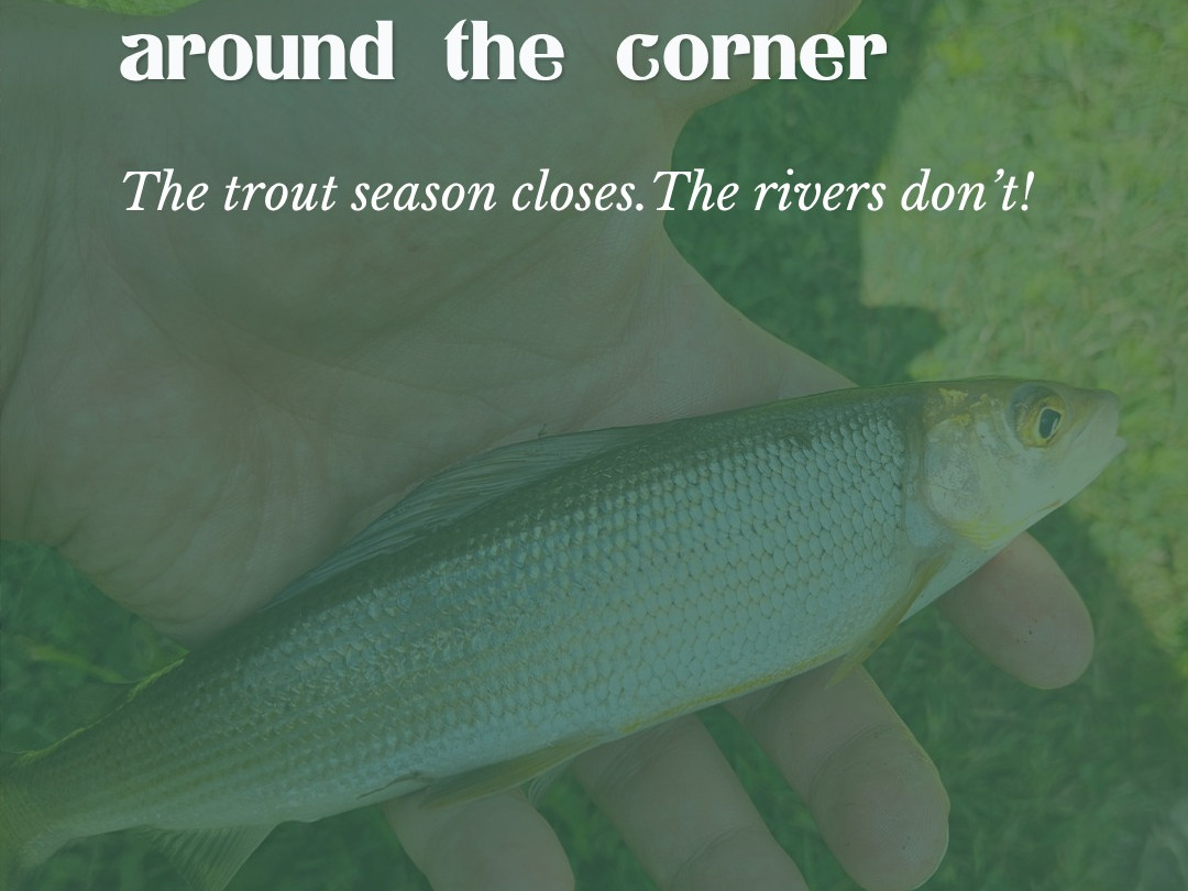 Grayling season is around the corner, and it's the cheapest time of year to fish a chalk stream.

At