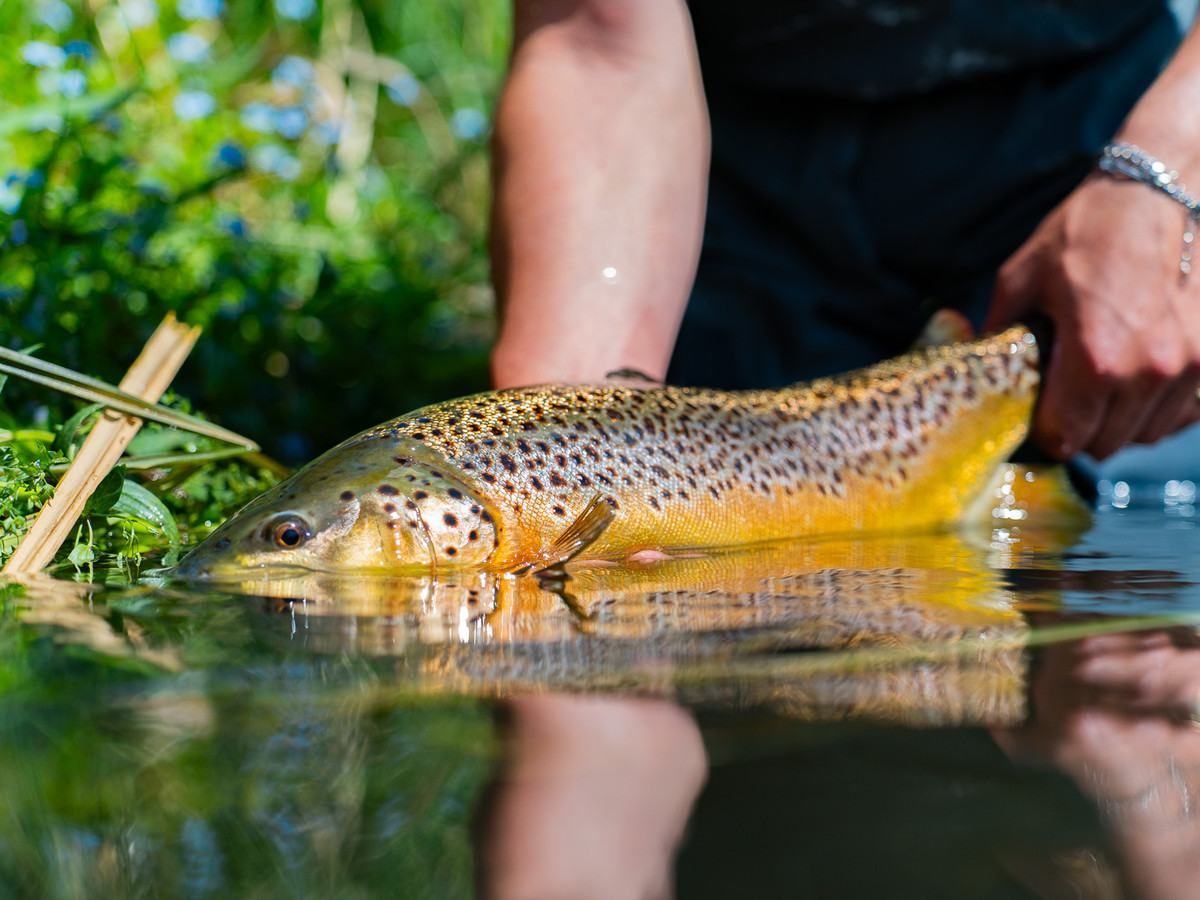 Picture of a brown trout being held outside the water - Lamb Stream