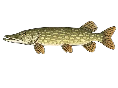 Pike