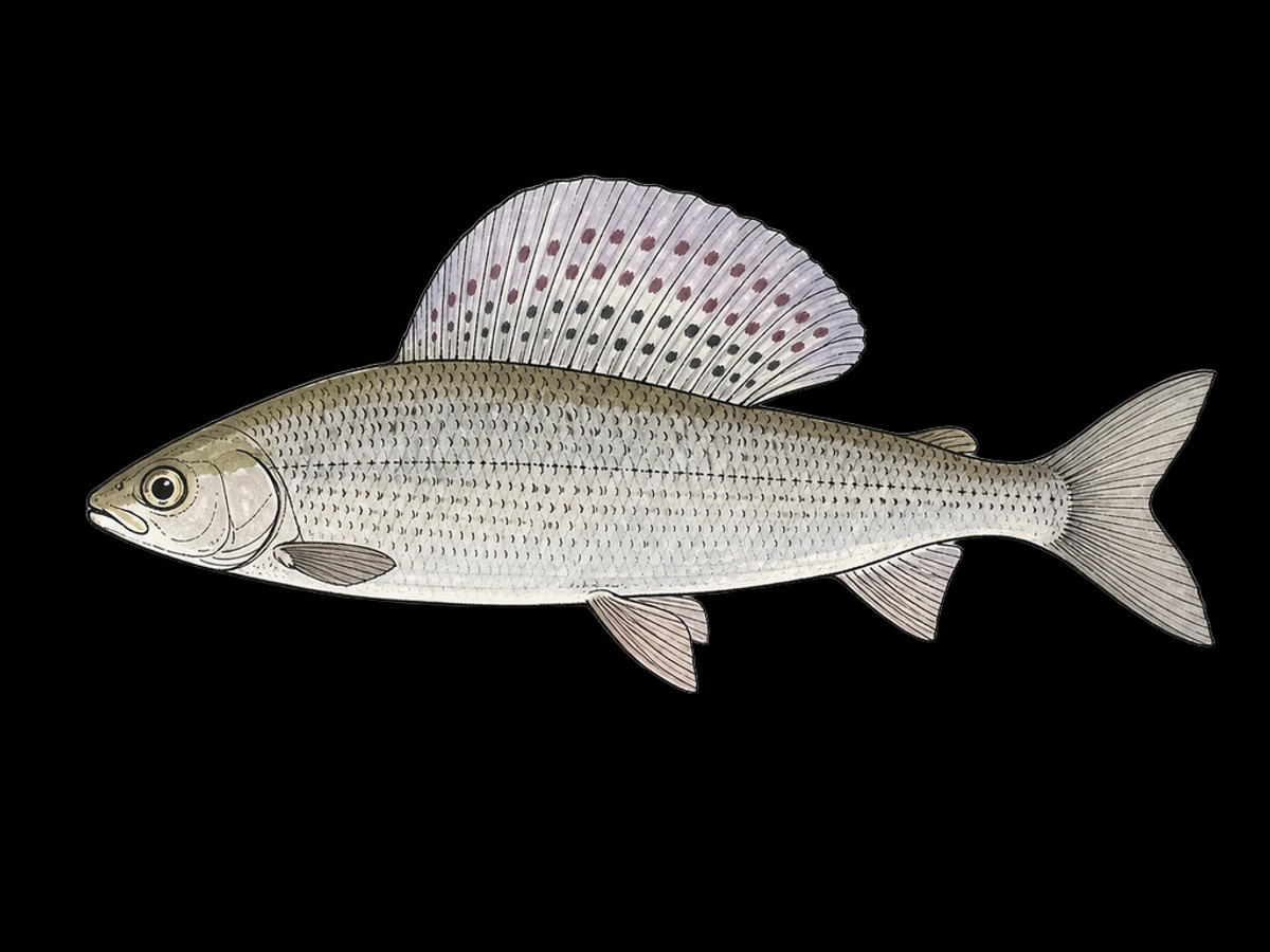 Illustration of a grayling, showing the tall spotted dorsal fin that gives the species its outline