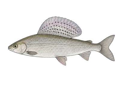 Grayling