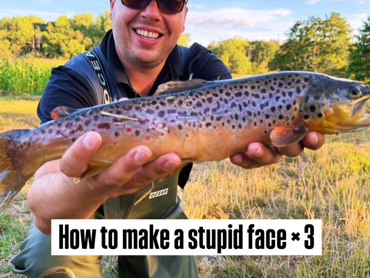 Lovely brown trout caught on the river Enborne this summer, stocked and meant for consumption, so a 