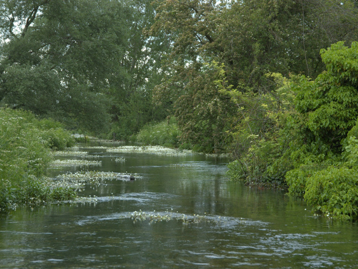 View of the Wimborne St. Giles fishing beat on the River Allen