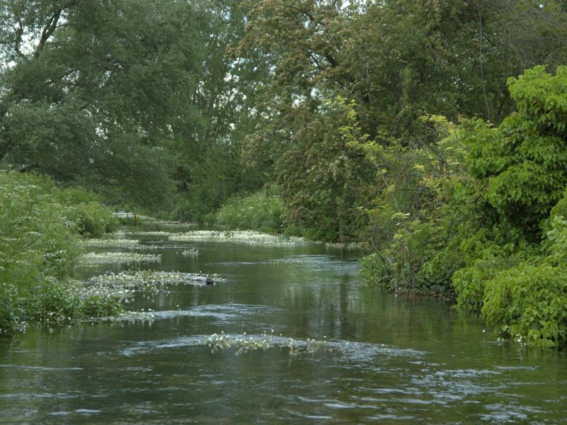 View of the Wimborne St. Giles fishing beat on the River Allen