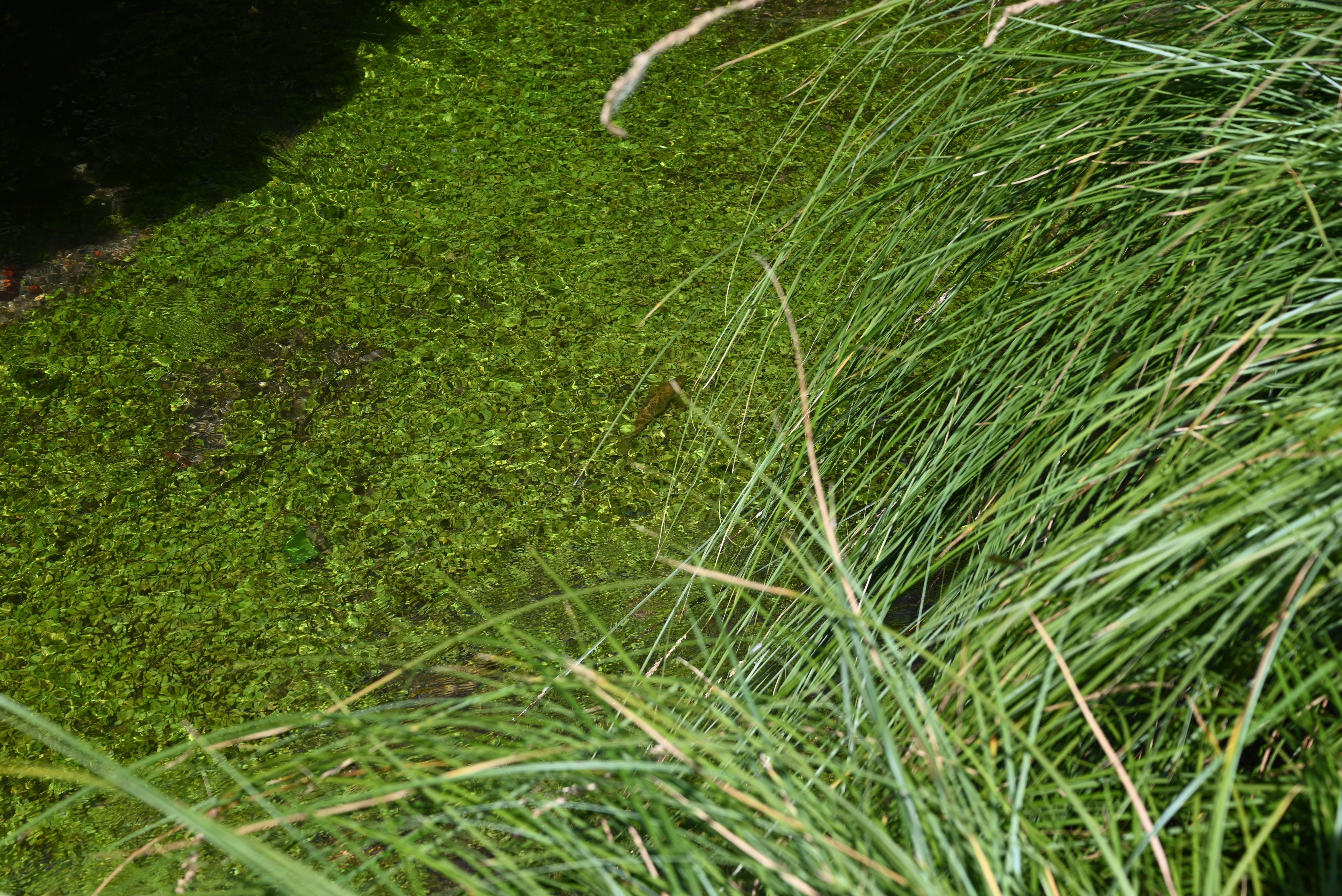 The picture shows a small wild brown trout swimming above a bed of ranunculus weeds
