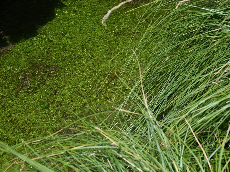 The picture shows a small wild brown trout swimming above a bed of ranunculus weeds