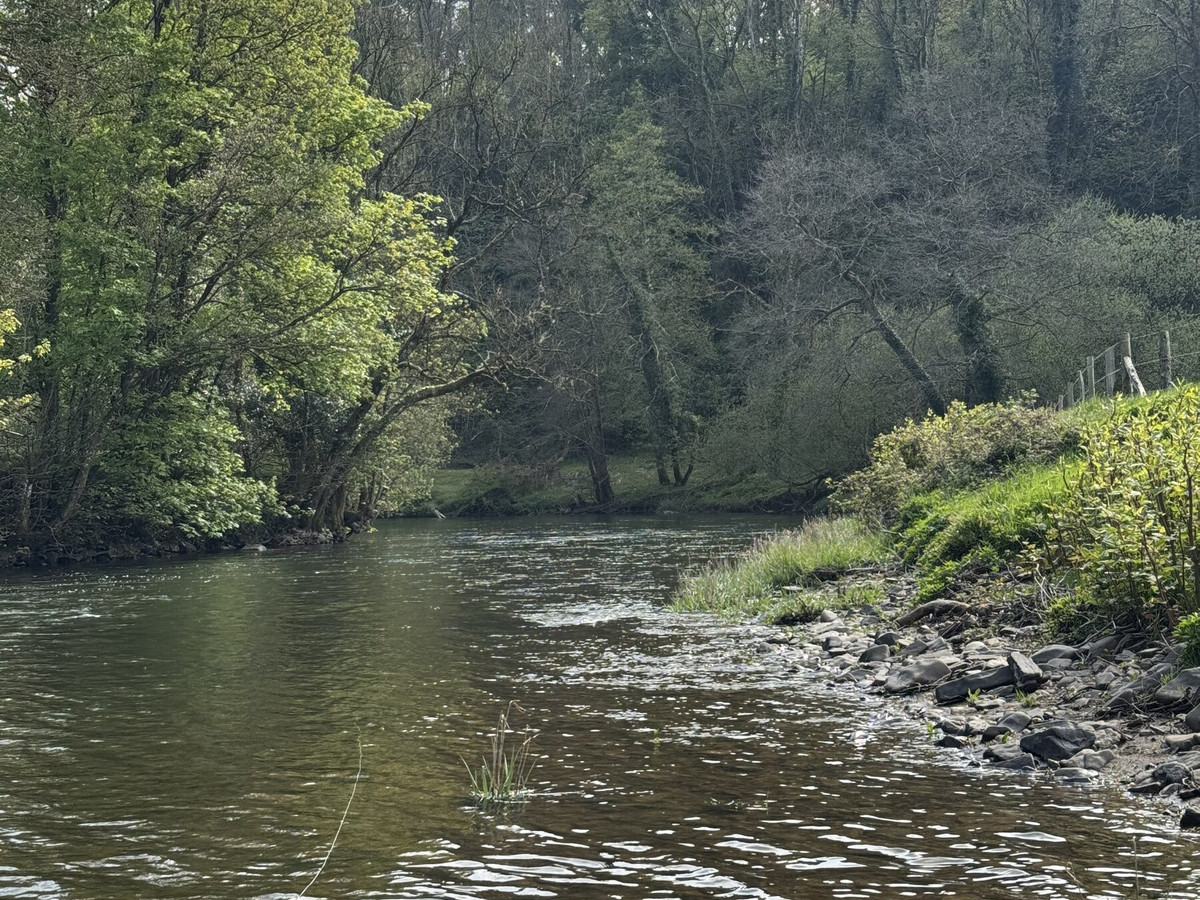 The River Exe on the Bolham Beat, Devon