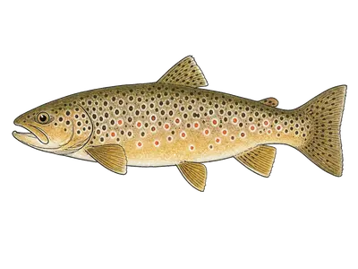 Brown Trout