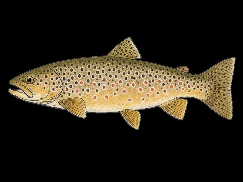 Brown Trout