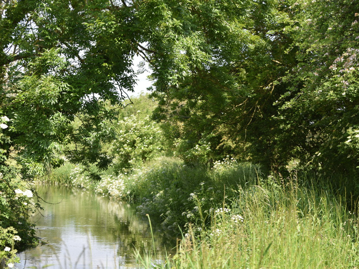 View of the Wimborne St. Giles fishing beat on the River Allen