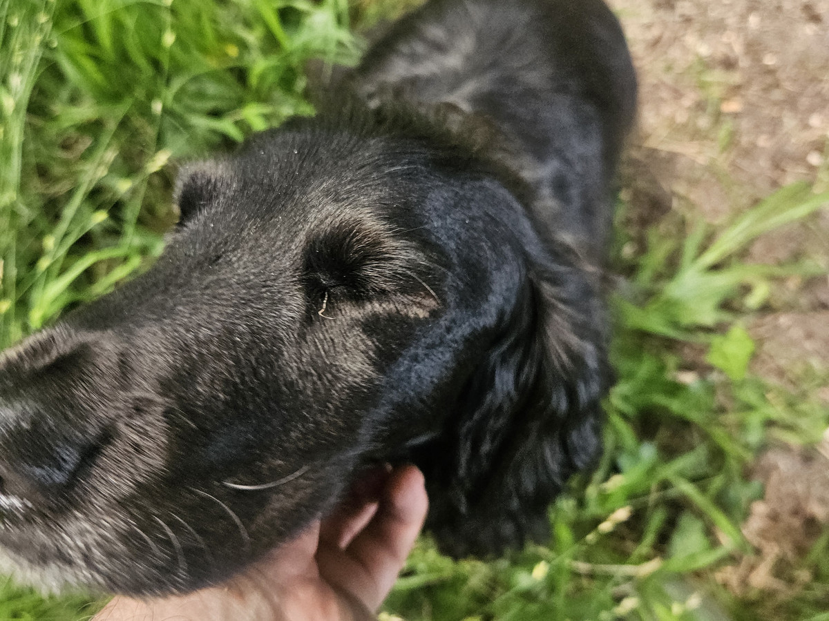 Dog-friendly fishing beats on the River Test