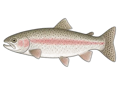 Rainbow Trout