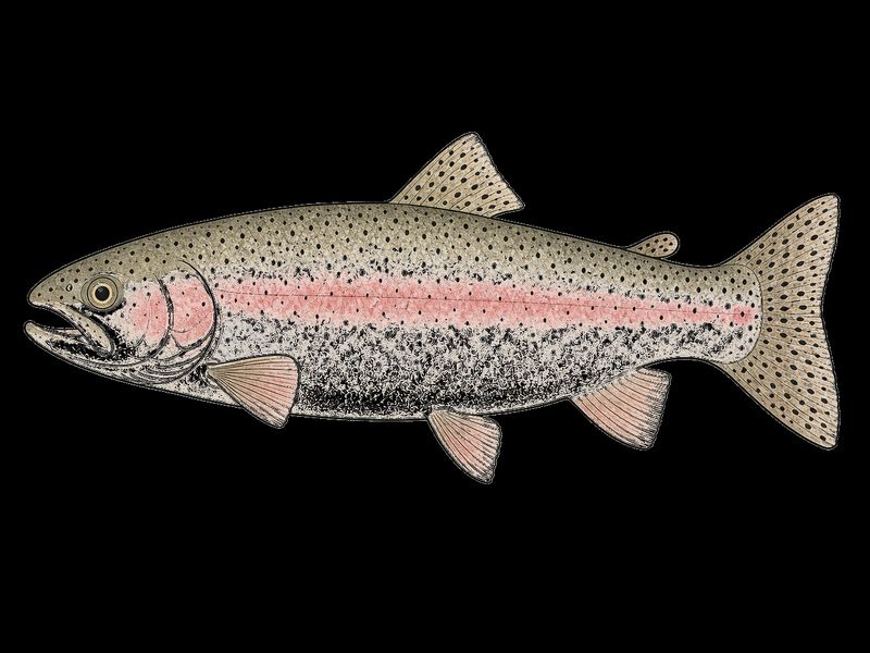 Rainbow Trout