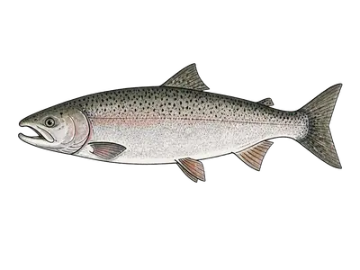 Atlantic Salmon