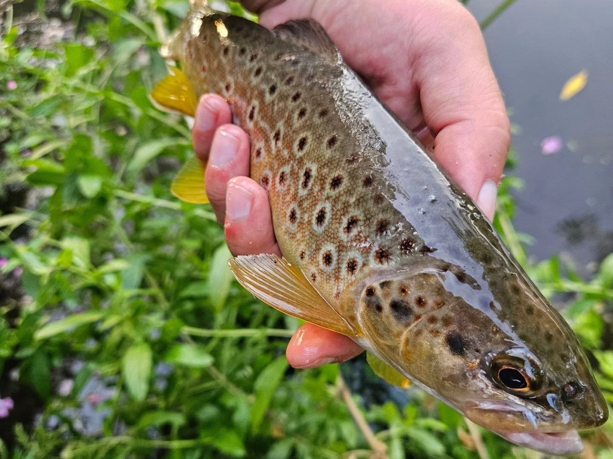 Collection of some wild brown trout caught this year. 

The stretch I get to fish on the river Enbor