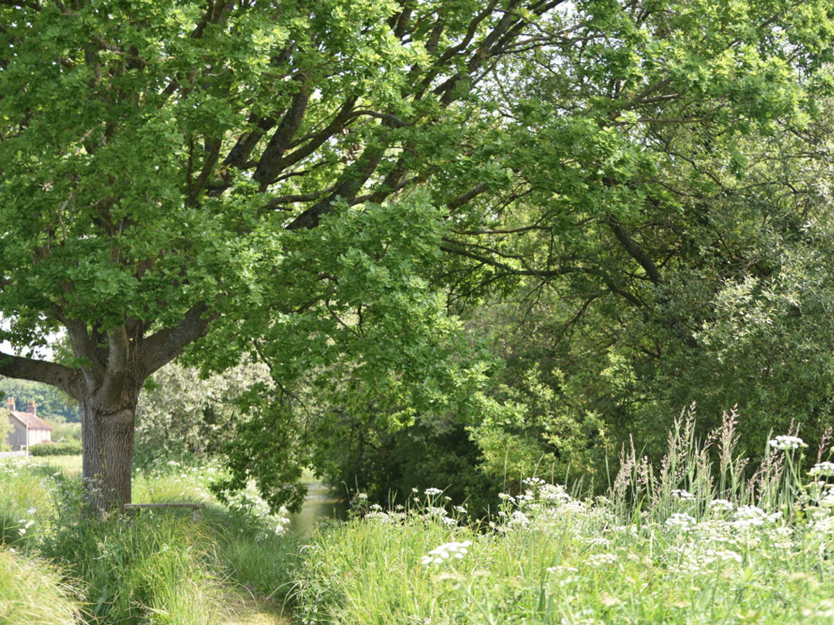 View of the Wimborne St. Giles fishing beat on the River Allen