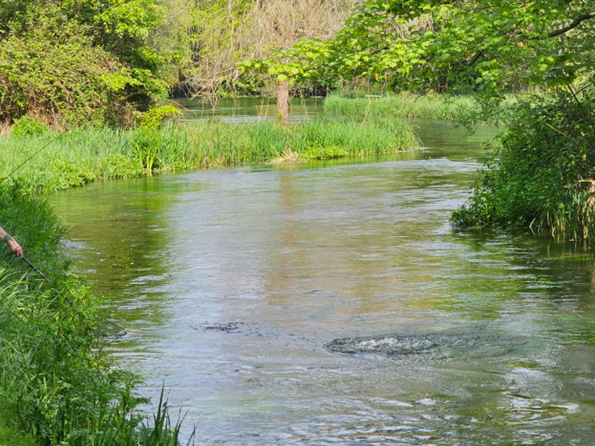 Picture of Shawford Park on the River Itchen