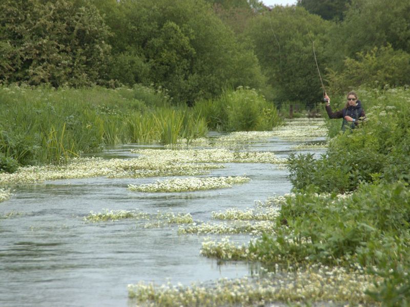 View of the Wimborne St. Giles fishing beat on the River Allen