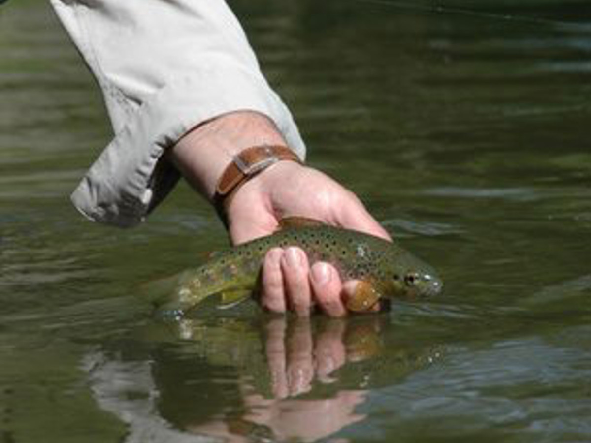 View of the Upavon Farm fishing beat on the River Avon