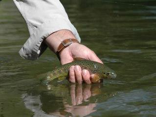 View of the Upavon Farm fishing beat on the River Avon
