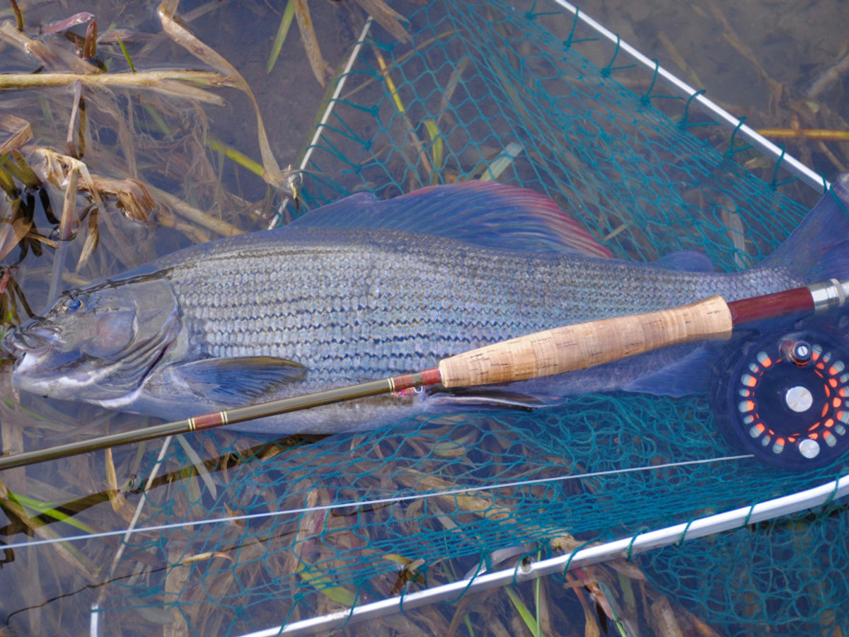 View of the Ilsington fishing beat on the River Frome