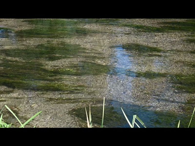 Can you spot the fish?

The river Itchen near Shawford runs crystal clear, quintessential for a chal