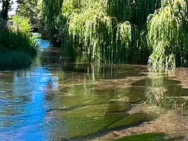 Beautiful river Kennet.

#chalkstreams #chalkstream #flyfishinguk #riverkennet #catchandrelease
