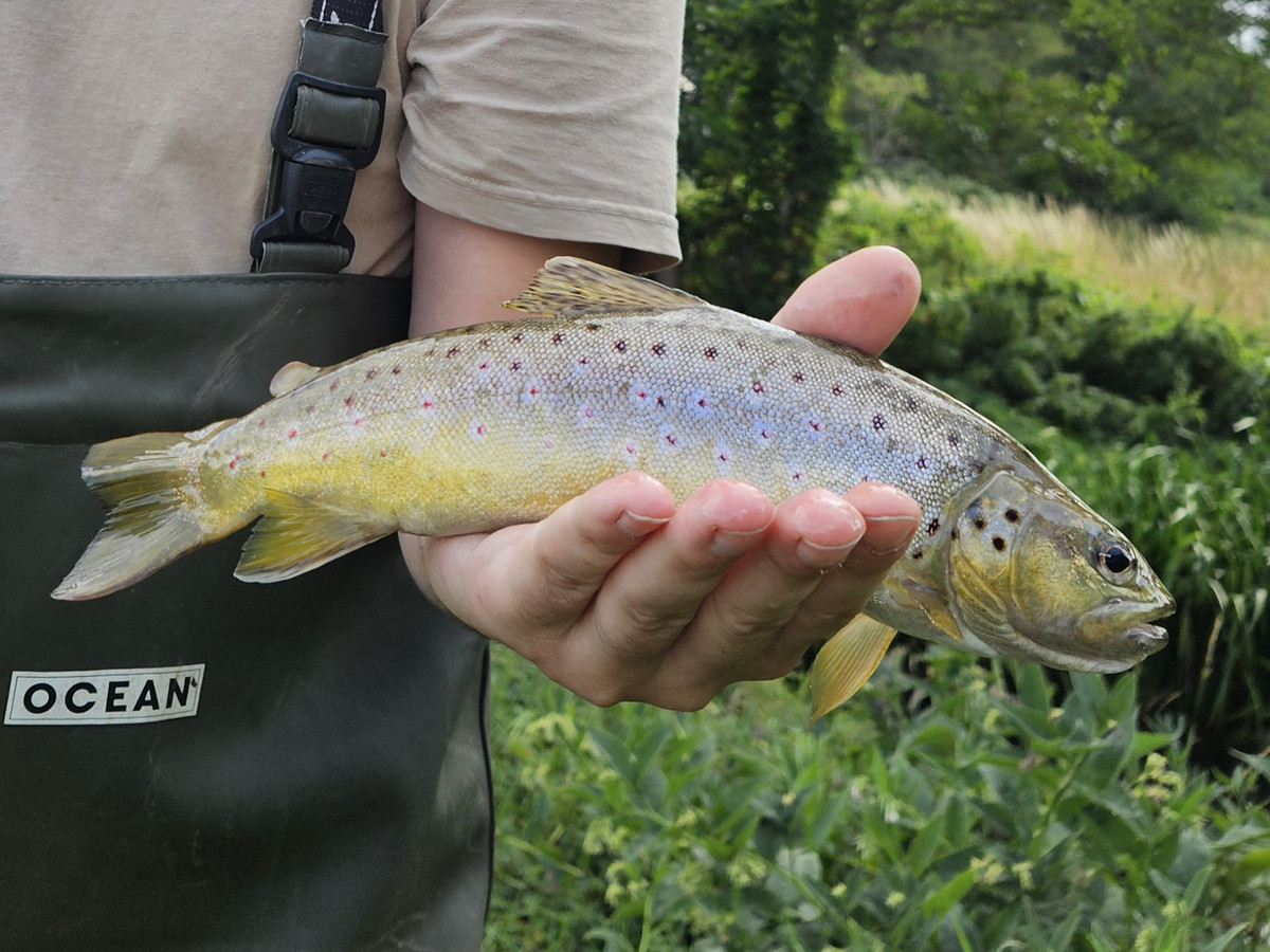 Wild-only chalk stream beats for the purist