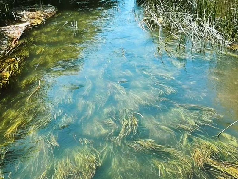 Relax and chill. Take a step back and listen to the lovely flow of a chalkstream. Witness the magic!