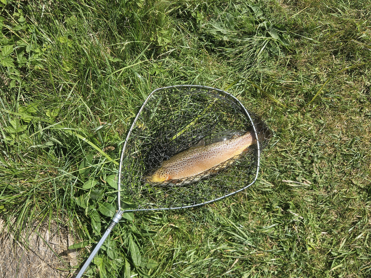 Picture of a 3 pound brown trough in a fishing net